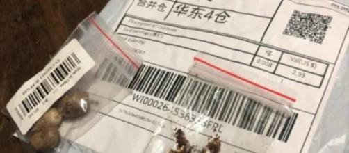 Misteriosas sementes vindo da China preocupam autoridades. (Arquivo Blasting News)