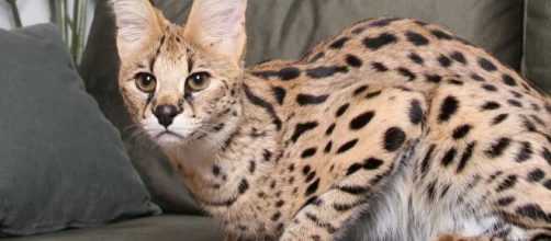 Francia, coppia acquista online un gatto savannah ma gli arriva una tigre di Sumatra.
