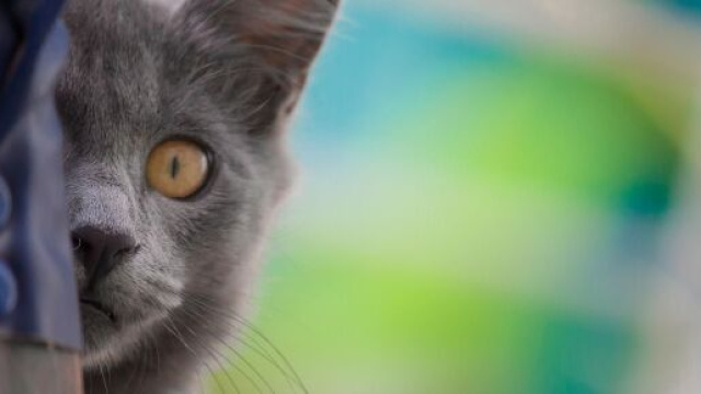 Pourquoi mon chat me mord les cheveux ? Photo Pixabay ok