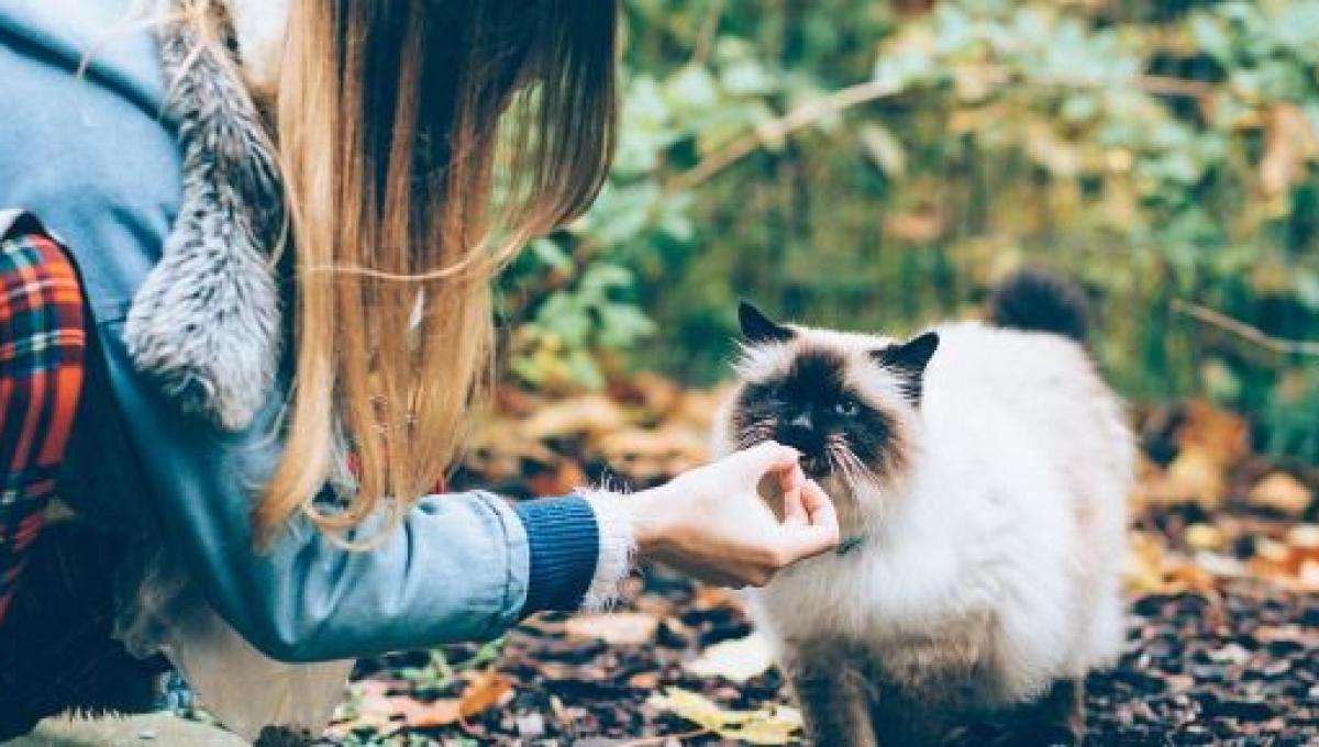 Des Bouchees Au Thon Aux Billes Au Poulet Ces Recettes Naturelles Et Faciles Pour Son Chat