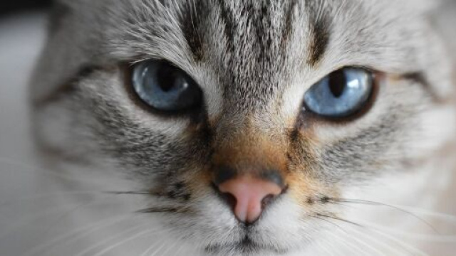 chat ilne faudrait pas lui sourire pour gagner sa confiance - Photo Pixabay