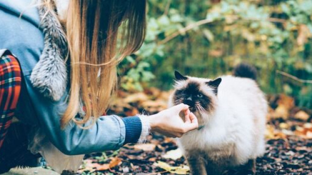 chat : quelques idées recettes maison et gourmandes pour lui faire plaisir - Photo Pixabay