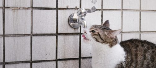 Pourquoi mon chat ne boit pas dans gamelle ? Photo pixabay