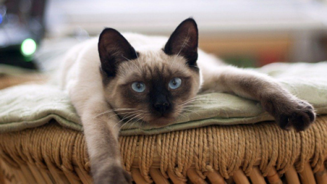 chat : il aurait plusieurs personnalités selon la science - Photo Pixabay