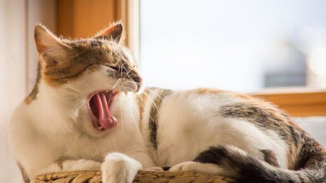 Pourquoi mon chat me réveille tous les matins à la même heure ? Photo Pixabay