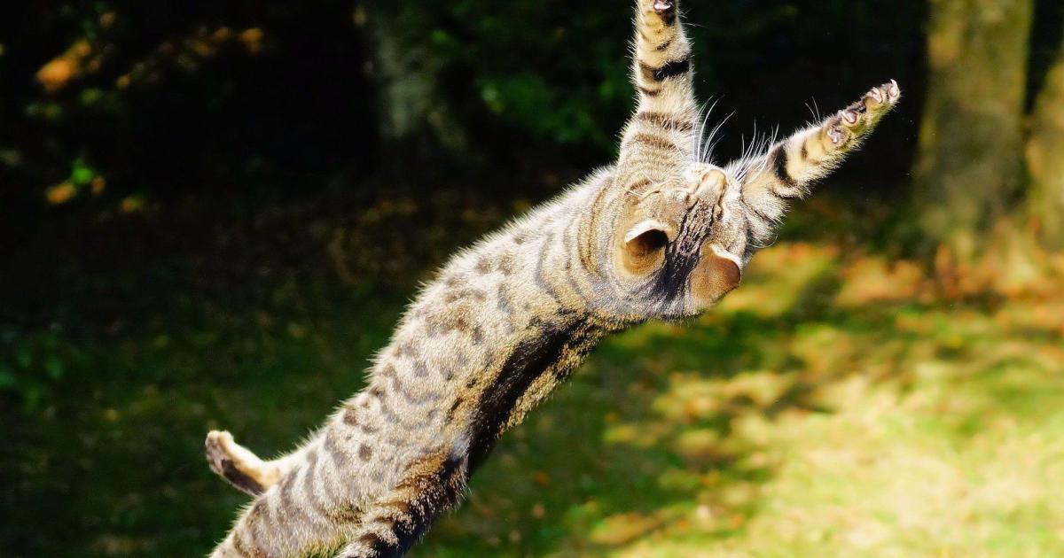 Ce Chat Se Transforme En Super Heros En Defendant Un Enfant Attaque Par Un Chien Video