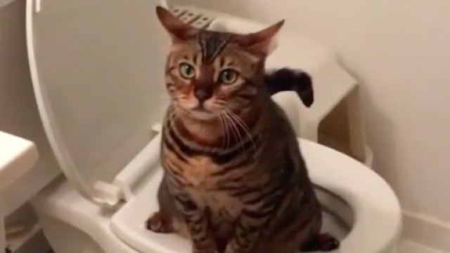 chat : comment se débarrasser des grains de litière qu'il met partout ? Photo capture d'écran https://www.instagram.com/p/CFa6IMzodA-/ ok