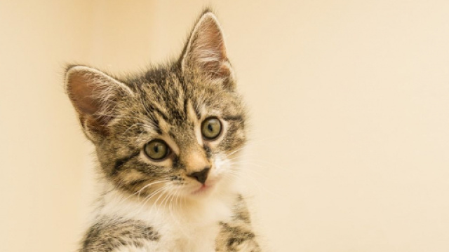 Comment votre chat vous a aidé à vivre un meilleur confinement ? - Photo Pixabay