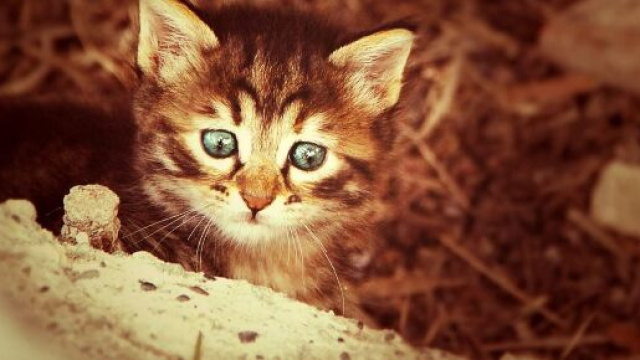 Chat : comment calculer son âge - Photo Pixabay