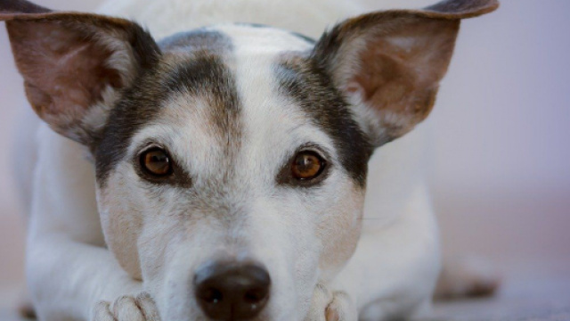 Chien ces différents comportements qui doivent vous alerter au quotidien - Photo Pixabay