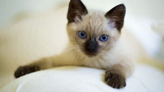 Comment jouer avec son chat ? Nos conseils et astuces - Photo Pixabay