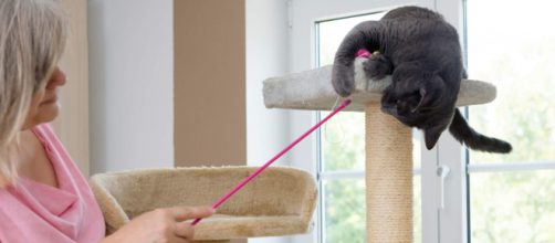 Como fazer arranhador para gatos com papelão. (Arquivo Blasting News)