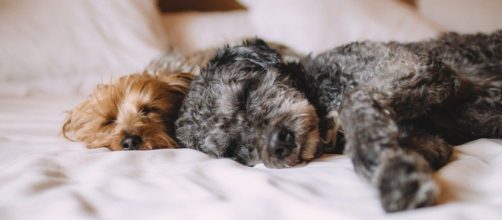 Quels sont les avantages à dormir avec son chien ? Photo Pixabay