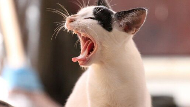 Chat : comment faire pour nettoyer sa litière ? Photo Pixabay