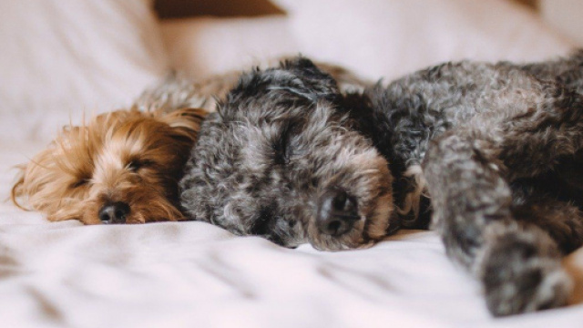 Quels sont les avantages à dormir avec son chien ? Photo Pixabay