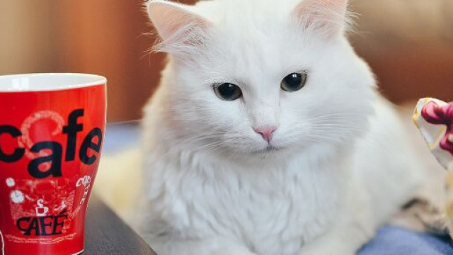 Pourquoi mon chat fait toujours tomber des objets ? Photo Pixabay