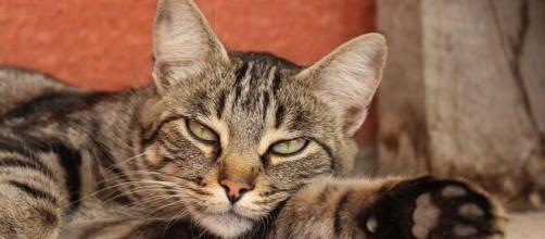 chat comment et réagir quand il est malade ? Photo Pixabay