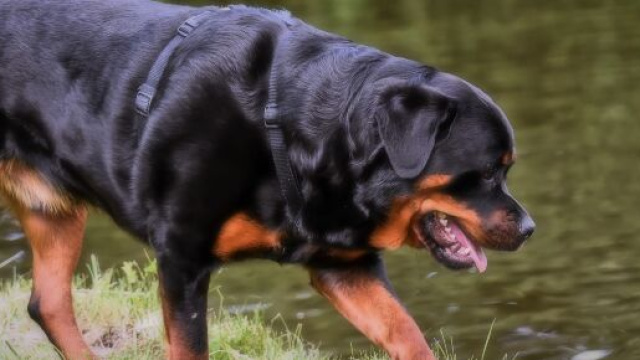Bambina assalita da rottweiler a Capena.