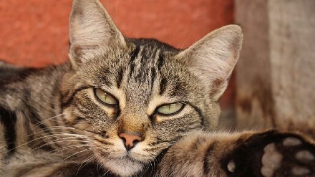 chat comment et réagir quand il est malade ? Photo Pixabay
