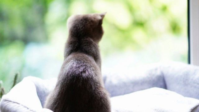 Chat un reconfinement pourrait avoir de graves conséquences - Photo Pixabay