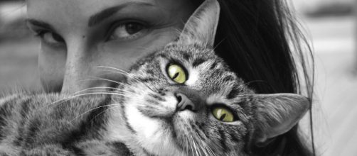 Pourquoi mon chat n'aime pas mes câlins ? - Photo Pixabay