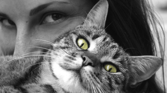 Pourquoi mon chat n'aime pas mes câlins ? - Photo Pixabay