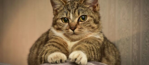 Chat : pourquoi il vous suit dans la salle de bain ? - Photo Pixabay