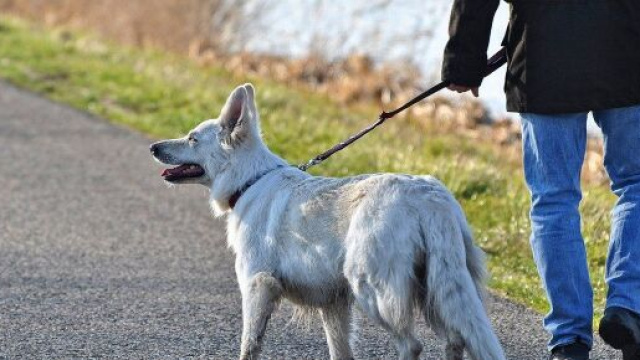 Chien : comment le tenir en laisse ? - Photo Pixabay