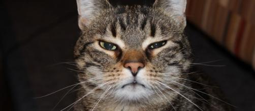 Le chat pourrait aider à la réalisation d'un vaccin contre le Covid-19 - Photo Pixabay