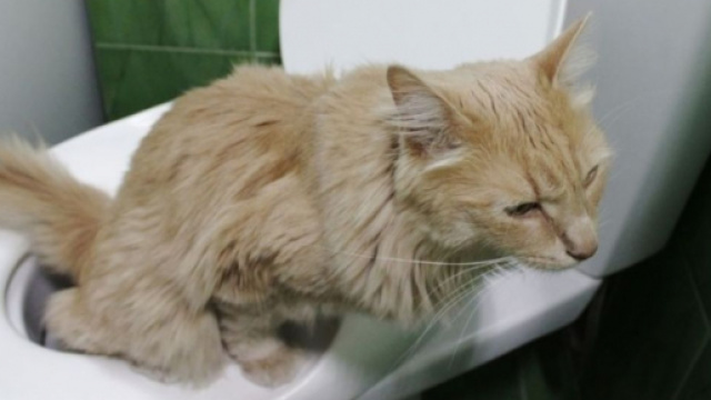 Chat : comment faire disparaitre les odeurs d'urine - photo capture d'écran Maison Brico