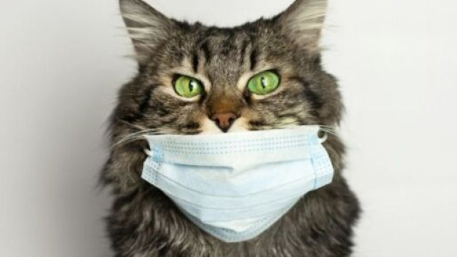 chat covid-19 des experts recommandent l'isolation - photo capture d'écran facebook