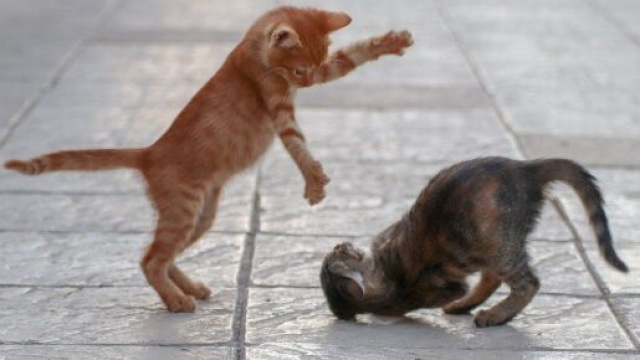 Chat : faut-il en adopter plus d'un à la maison ? - Photo Pixabay