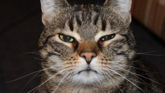 Le chat pourrait aider à la réalisation d'un vaccin contre le Covid-19 - Photo Pixabay
