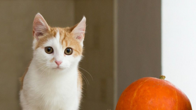 Pourquoi mon chat me suit partout ? - Photo Pixabay