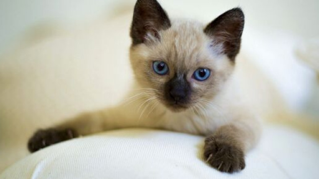 Chat : s'il pétrit avec ses pattes ce n'est pas pour avoir un endroit douillet - photo Pixabay