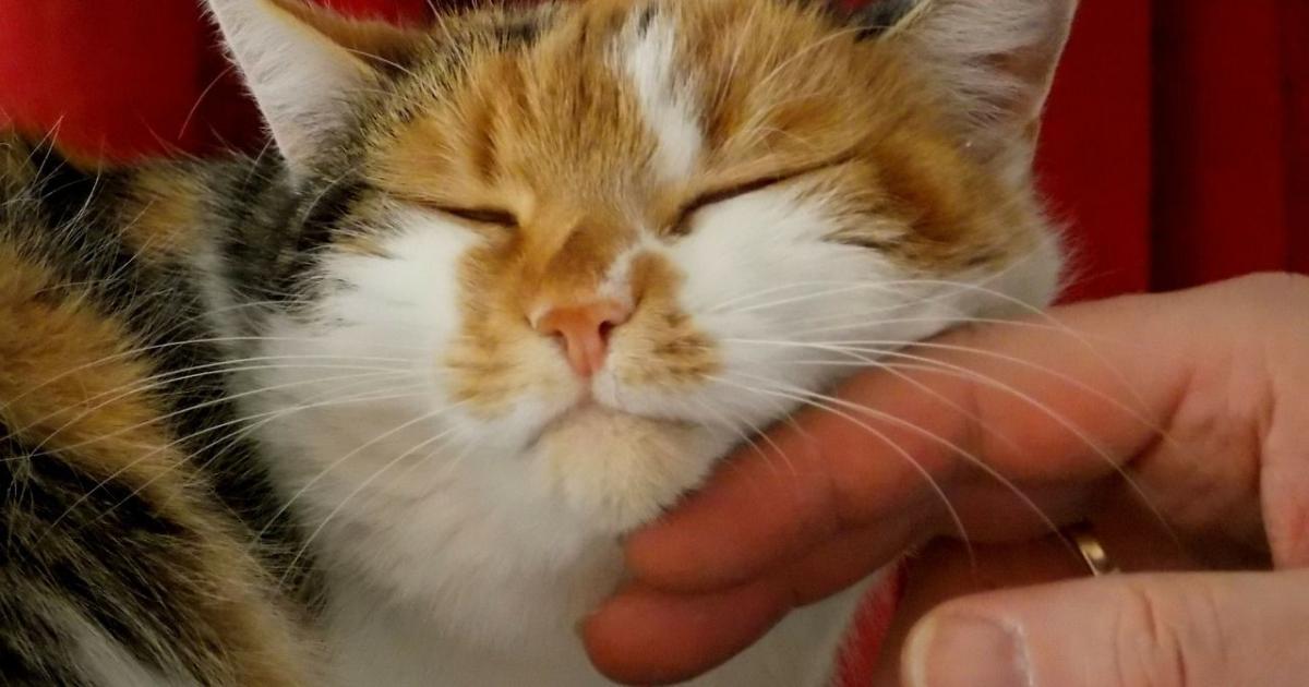 Est Ce Que Les Chats Font Des Cauchemars Ce n’est pas parce que c’est un chat qu’il vous aime moins que votre chien