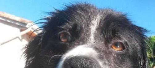 Un toulousain lance un appel à l'aide pour que l'on puisse sauver son chien et fait le buzz - Photo capture d'écran Facebook
