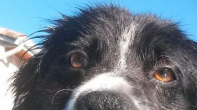 Un toulousain lance un appel à l'aide pour que l'on puisse sauver son chien et fait le buzz - Photo capture d'écran Facebook