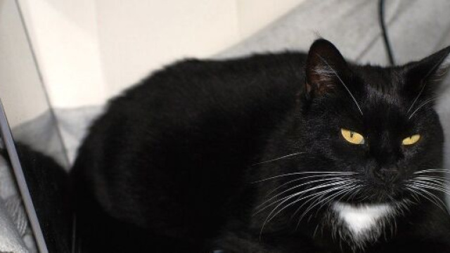 Ramener son chat au travail bonne ou mauvaise id&eacute;e ? - Photo Pixabay