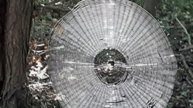 Une énorme toile d'araignée affole les réseaux sociaux - Photo Pixabay