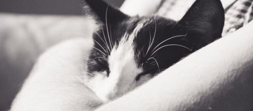 chat : s'il dort dans votre lit ce n'est pas seulement par confort - Photo Pixabay