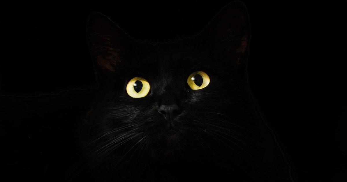 Chat Si Ses Yeux Brillent Dans Le Noir Ce N Est Pas Uniquement Pour Chasser