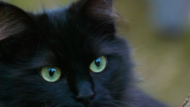 Chat : tout ce qu'il faut savoir du mythe des 9 vies chez lui - Photo Pixabay