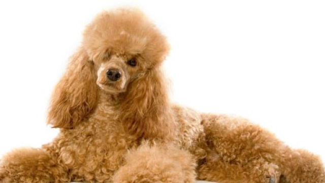 Bari, a Bitonto una cagnolina trovata positiva al Coronavirus.