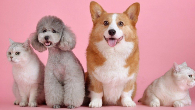 L'homosexualité chez les animaux : un sujet tabou ? Photo Pixabay
