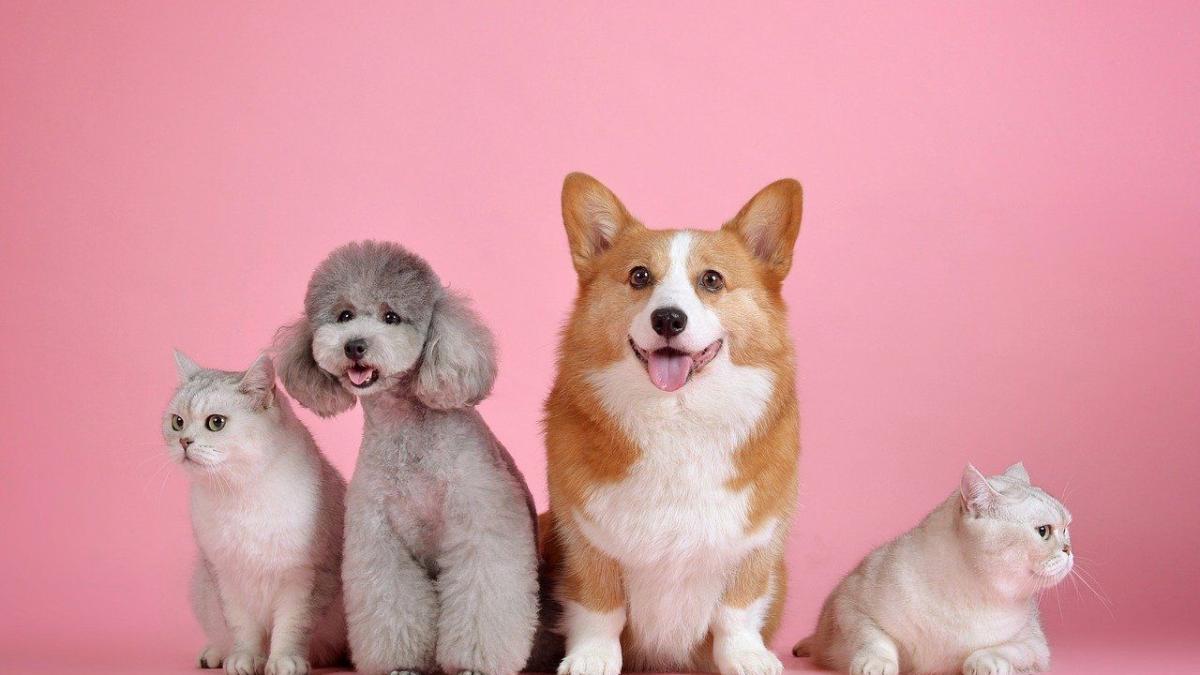 Chat Chien L Homosexualite Chez Les Animaux Un Sujet Encore Tabou Chat Chien L Homosexualite Chez Les Animaux Un Sujet Encore Tabou
