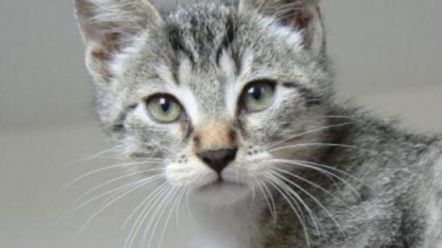 chat s'il frotte sa tête contre la vôtre ce n'est pas seulement pour vous dire qu'il est le chef - photo Pixabay ok