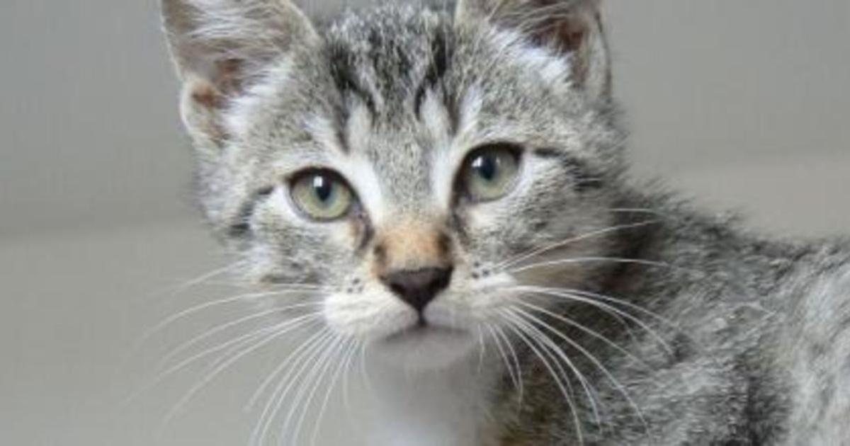 Qu'est-ce qui est obligatoire pour un chat ?