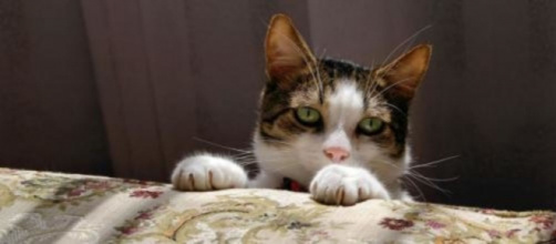 Pourquoi mon chat dort entre mes jambes ? - Photo Pixabay