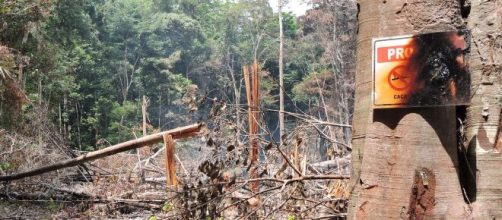 Bolsonaro afirma que vai mostrar uma lista de nomes de países que compram madeira extraída da Amazônia. (Arquivo Blasting News)